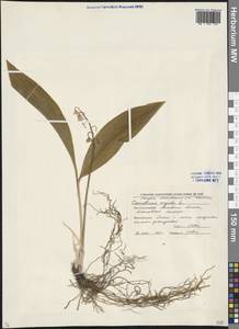 Convallaria majalis L., Eastern Europe, Moscow region (E4a) (Russia)