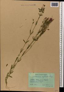 Centaurium erythraea, Caucasus, North Ossetia, Ingushetia & Chechnya (K1c) (Russia)