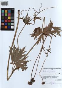 Trollius asiaticus L., Siberia, Altai & Sayany Mountains (S2) (Russia)