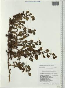 Tetragonia implexicoma (Miq.) Hook. fil., Australia & Oceania (AUSTR) (New Zealand)
