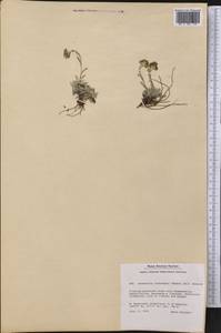 Antennaria alpina (L.) Gaertn., America (AMER) (Greenland)
