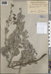 Trichodesma incanum (Bunge) A.DC., Middle Asia, Western Tian Shan & Karatau (M3) (Uzbekistan)