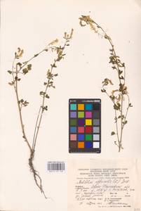 Melilotus officinalis (L.) Lam., Eastern Europe, West Ukrainian region (E13) (Ukraine)