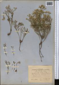 Limonium caspium (Willd.) Gams, Middle Asia, Caspian Ustyurt & Northern Aralia (M8) (Kazakhstan)