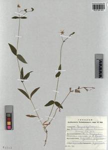 KUZ 004 503, Cerastium pauciflorum Stev. ex Ser., Siberia, Altai & Sayany Mountains (S2) (Russia)