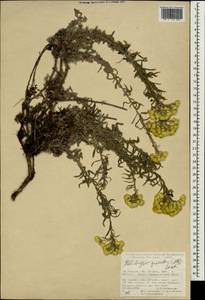 Helichrysum graveolens (M. Bieb.) Sw., South Asia, South Asia (Asia outside ex-Soviet states and Mongolia) (ASIA) (Turkey)
