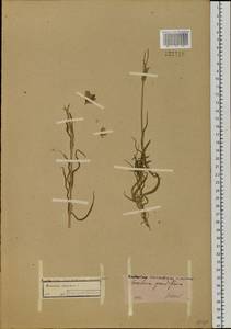 Dichodon maximum (L.) Á. Löve & D. Löve, Siberia, Altai & Sayany Mountains (S2) (Russia)