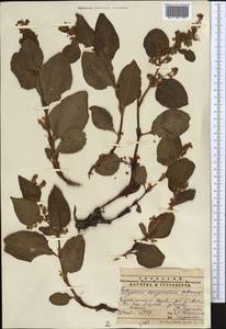 Koenigia songarica (Schrenk) T. M. Schust. & Reveal, Middle Asia, Pamir & Pamiro-Alai (M2) (Tajikistan)