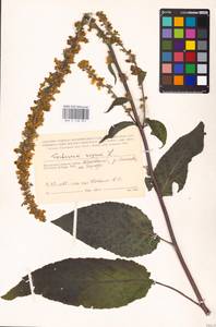 MHA 0 158 927, Verbascum nigrum L., Eastern Europe, Central region (E4) (Russia)
