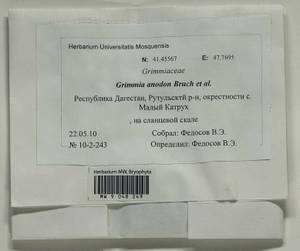 Grimmia anodon Bruch & Schimp., Bryophytes, Bryophytes - North Caucasus & Ciscaucasia (B12) (Russia)