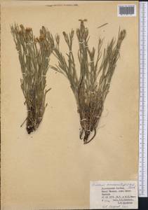 Dianthus semenovii (Regel & Herder) Vierh., Middle Asia, Dzungarian Alatau & Tarbagatai (M5) (Kazakhstan)