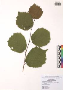 Corylus avellana L., Eastern Europe, Central region (E4) (Russia)