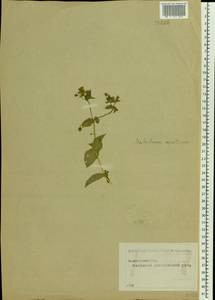 Stellaria aquatica (L.) Scop., Eastern Europe, Moscow region (E4a) (Russia)