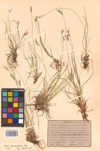 Carex leucochlora Bunge, Siberia, Russian Far East (S6) (Russia)