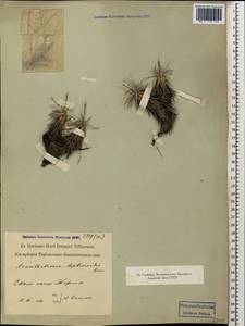 Acantholimon lepturoides (Jaub. & Spach) Boiss., Caucasus, Georgia (K4) (Georgia)