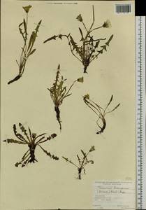 Taraxacum bessarabicum (Hornem.) Hand.-Mazz., Siberia, Altai & Sayany Mountains (S2) (Russia)