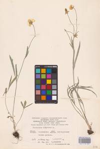 Ranunculus illyricus L., Eastern Europe, Central forest-and-steppe region (E6) (Russia)