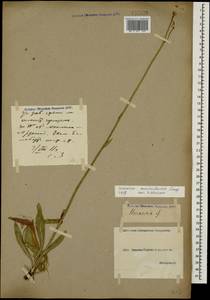 Pilosella auriculoides (Láng) Arv.-Touv., Caucasus, Georgia (K4) (Georgia)