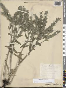 Onosma polychroma Klokov, Eastern Europe, Lower Volga region (E9) (Russia)