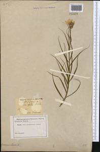 Gelasia ensifolia (M. Bieb.) Zaika, Sukhor. & N. Kilian, Middle Asia, Caspian Ustyurt & Northern Aralia (M8) (Kazakhstan)