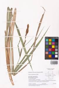 Carex acutiformis Ehrh., Eastern Europe, Central region (E4) (Russia)