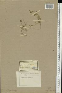 Spergularia rubra (L.) J. Presl & C. Presl, Eastern Europe, Eastern region (E10) (Russia)
