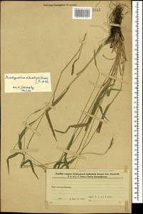 Brachypodium sylvaticum (Huds.) P.Beauv., Caucasus, Azerbaijan (K6) (Azerbaijan)