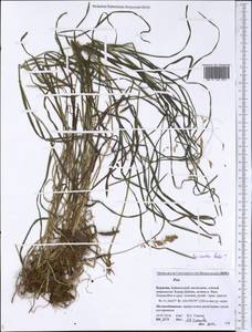 Poa irkutica Roshev., Siberia, Baikal & Transbaikal region (S4) (Russia)