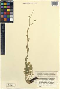 Seseli rimosum Pimenov, Middle Asia, Pamir & Pamiro-Alai (M2) (Tajikistan)