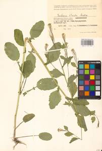 Barbarea stricta Andrz., Eastern Europe, Lower Volga region (E9) (Russia)