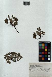 Potentilla acaulis L., Siberia, Altai & Sayany Mountains (S2) (Russia)