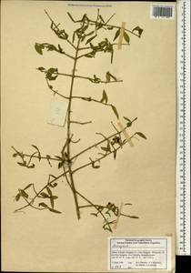 Euonymus, South Asia, South Asia (Asia outside ex-Soviet states and Mongolia) (ASIA) (China)