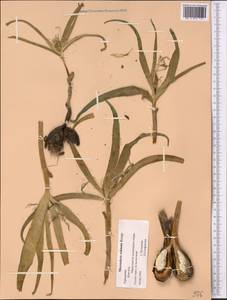 Colchicum robustum (Bunge) Stef., Middle Asia, Kopet Dag, Badkhyz, Small & Great Balkhan (M1) (Turkmenistan)