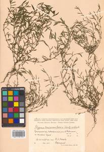 Polygonum tenuissimum A. I. Baranov & Skvortsov ex Vorosch., Siberia, Russian Far East (S6) (Russia)