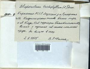 Blepharostoma trichophyllum (L.) Dumort., Bryophytes, Bryophytes - Karelia, Leningrad & Murmansk Oblasts (B4) (Russia)