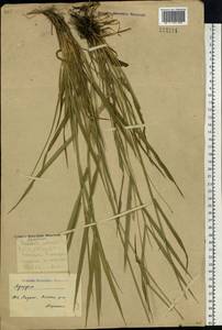 Elymus mutabilis (Drobow) Tzvelev, Siberia, Yakutia (S5) (Russia)