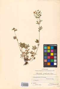 Potentilla thuringiaca Bernh. ex Link, Eastern Europe, Moscow region (E4a) (Russia)