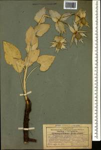 Eryngium giganteum M. Bieb., Caucasus, Georgia (K4) (Georgia)