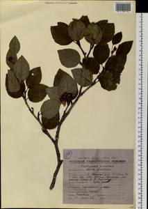 Alnus alnobetula subsp. fruticosa (Rupr.) Raus, Siberia, Chukotka & Kamchatka (S7) (Russia)
