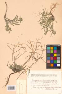 Sterigmostemum caspicum (Lam.) Kuntze, Eastern Europe, Lower Volga region (E9) (Russia)
