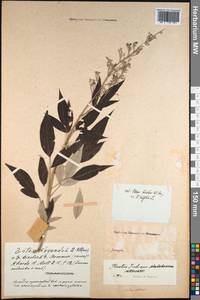 Vitex negundo L., South Asia, South Asia (Asia outside ex-Soviet states and Mongolia) (ASIA) (India)