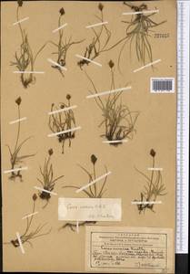 Carex enervis C.A.Mey., Middle Asia, Western Tian Shan & Karatau (M3) (Kazakhstan)