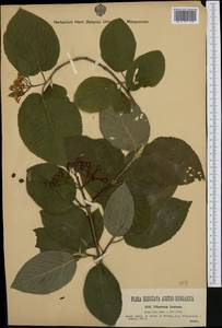 Viburnum lantana L., Western Europe (EUR) (Austria)