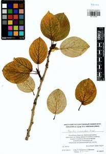 Populus suaveolens, Siberia, Baikal & Transbaikal region (S4) (Russia)