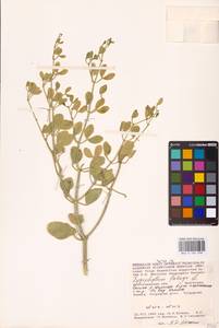 Zygophyllum fabago L., Eastern Europe, Lower Volga region (E9) (Russia)