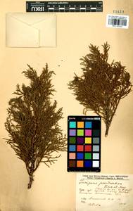 Juniperus pseudosabina Fisch. & C.A.Mey., Siberia, Baikal & Transbaikal region (S4) (Russia)