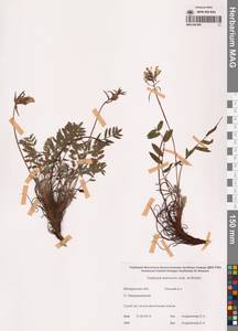 Oxytropis evenorum Jurtzev & A.P.Khokhr., Siberia, Chukotka & Kamchatka (S7) (Russia)