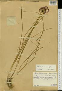 Allium maximowiczii Regel, Siberia, Russian Far East (S6) (Russia)