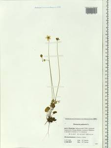 Parnassia palustris L., Siberia, Baikal & Transbaikal region (S4) (Russia)