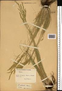 Festuca valesiaca Schleich. ex Gaudin, Eastern Europe, South Ukrainian region (E12) (Ukraine)